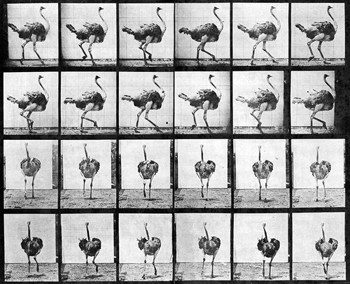 muybridge02