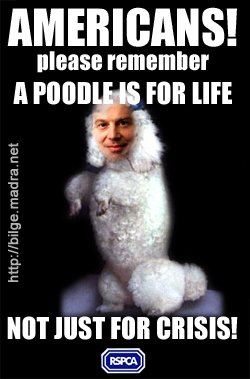 poodle